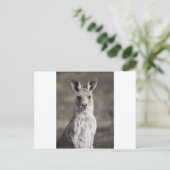 Carte Postale Kangaroo (Debout devant)