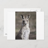 Carte Postale Kangaroo (Devant / Derrière)