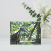Carte postale Kangaroo (Debout devant)