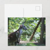Carte postale Kangaroo (Devant / Derrière)
