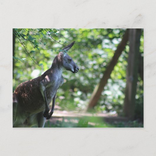 Carte postale Kangaroo (Devant)