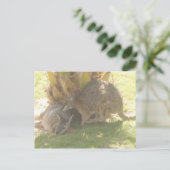Carte Postale Kangaroo (Debout devant)