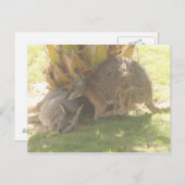 Carte Postale Kangaroo (Devant / Derrière)