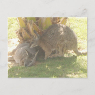 Carte Postale Kangaroo