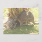 Carte Postale Kangaroo (Devant)