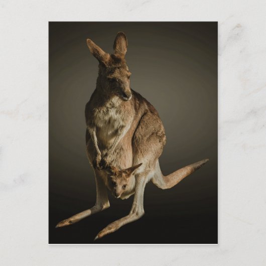 Carte Postale Kangaroo (Devant)
