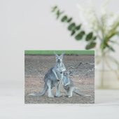 Carte postale Kangaroo (Debout devant)