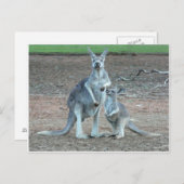 Carte postale Kangaroo (Devant / Derrière)