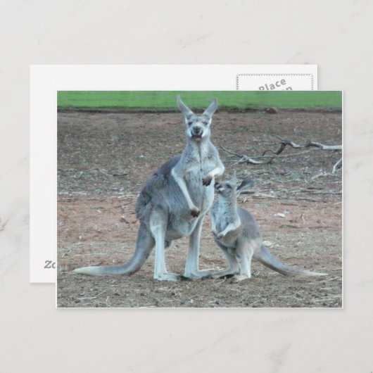 Carte    postale Kangaroo (Devant / Derrière)