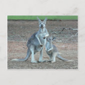 Carte    postale Kangaroo (Devant)
