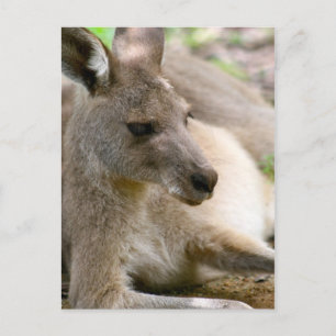 Carte Postale Kangaroo