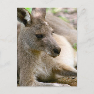 Carte Postale Kangaroo