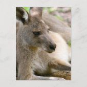 Carte Postale Kangaroo (Devant)