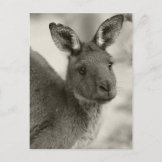 Carte Postale Kangaroo à Warrawong Sanctuaire Australie du Sud