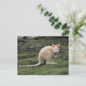 Carte Postale Kangaroo blanc (Debout devant)