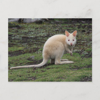 Carte Postale Kangaroo blanc