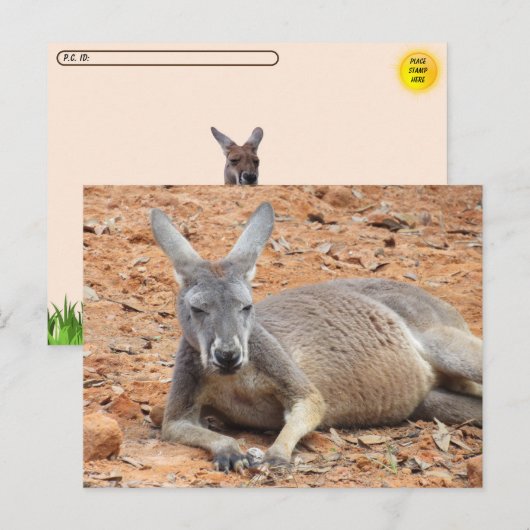 Carte Postale Kangaroo confiance après-traversée (Devant / Derrière)