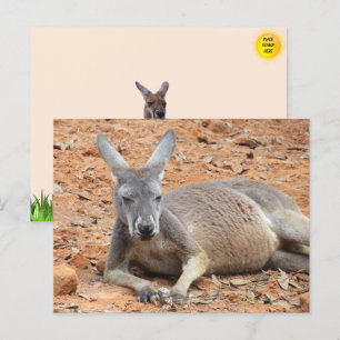 Carte postale Kangaroo Confiante
