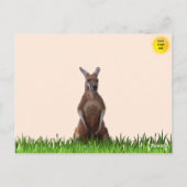 Carte postale Kangaroo Confiante (Dos)