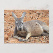 Carte postale Kangaroo Confiante (Devant)