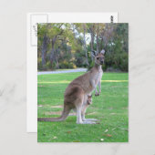 Carte Postale Kangaroo et Joey (Devant / Derrière)