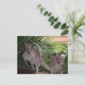 Carte Postale Kangaroo gris-oriental australien (Debout devant)