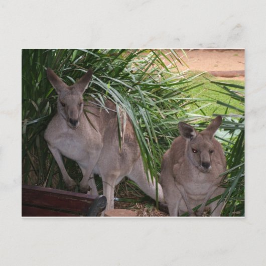 Carte Postale Kangaroo gris-oriental australien (Devant)