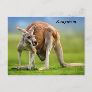 Carte postale Kangaroo Holiday