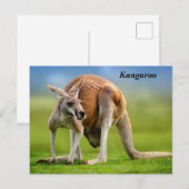 Carte postale Kangaroo Holiday (Devant / Derrière)
