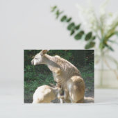 Carte postale Kangaroo Joey (Debout devant)