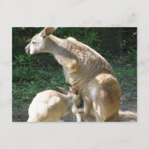Carte postale Kangaroo Joey