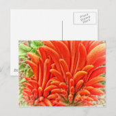 Carte Postale Kangaroo Paw (Devant / Derrière)
