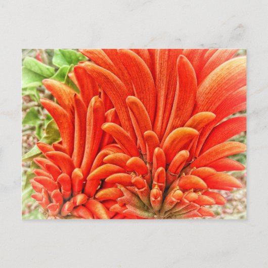 Carte Postale Kangaroo Paw (Devant)