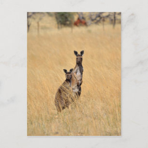 Carte postale Kangaroos