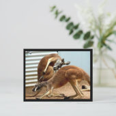 Carte Postale Kangaroos (Debout devant)