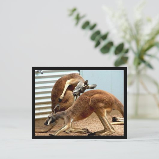 Carte Postale Kangaroos (Debout devant)