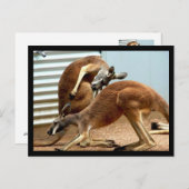 Carte Postale Kangaroos (Devant / Derrière)