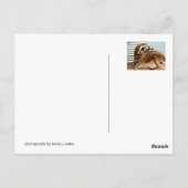 Carte Postale Kangaroos (Dos)