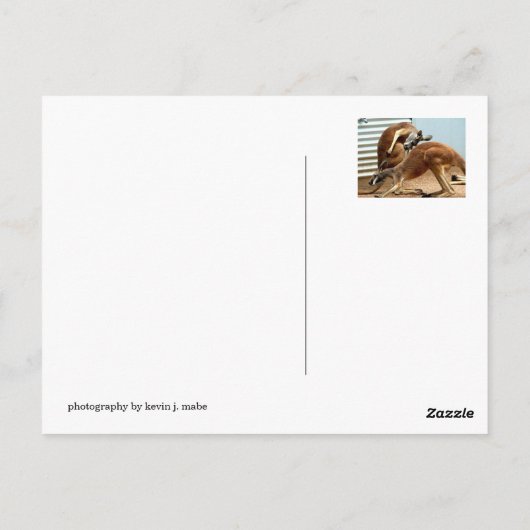 Carte Postale Kangaroos (Dos)