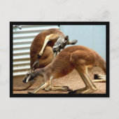 Carte Postale Kangaroos (Devant)
