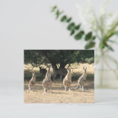 Carte Postale Kangaroos dans une rangée (Debout devant)