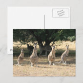 Carte Postale Kangaroos dans une rangée (Devant / Derrière)