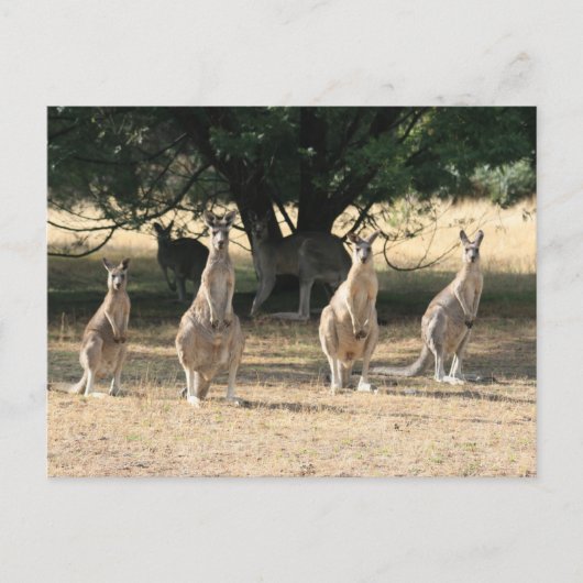 Carte Postale Kangaroos dans une rangée (Devant)