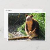 Carte Postale kangourou (Devant / Derrière)