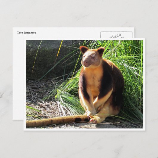 Carte Postale kangourou (Devant / Derrière)