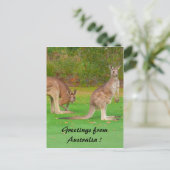Carte Postale kangourou (Debout devant)