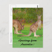 Carte Postale kangourou (Devant / Derrière)