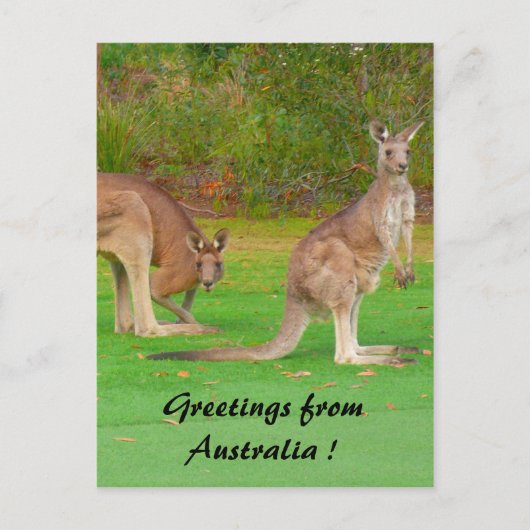 Carte Postale kangourou (Devant)