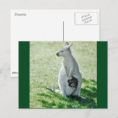 Carte Postale Kangourou albino et son petit (Devant / Derrière)