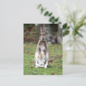 Carte Postale Kaninchen (Debout devant)